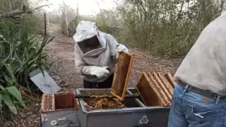 Tras enfrentar la temporada de sequías y de lluvia, productores fortalecen sus colmenas