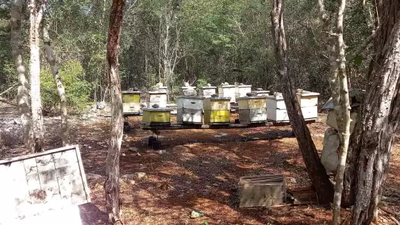 Apicultores señalan que vender miel no es redituable por los altos gastos para el cuidado de las colmenas Apicultores señalan que vender miel no es redituable por los altos gastos para el cuidado de las colmenas