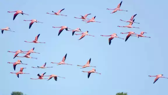 Ambientalista explica que los emplumados peligran por los humanos y los fenómenos naturales Ambientalista explica que los emplumados peligran por los humanos y los fenómenos naturales