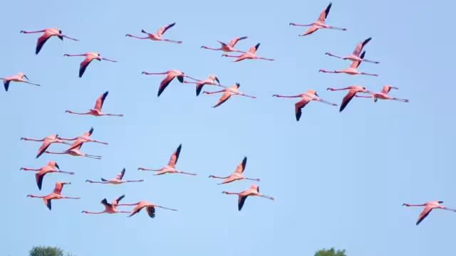 Ambientalista explica que los emplumados peligran por los humanos y los fenómenos naturales
