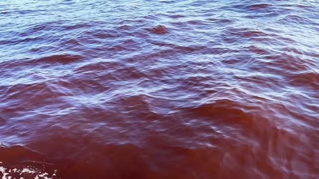 La presencia de la marea roja no causa daño a bañistas, según autoridades sanitarias. Foto: Archivo