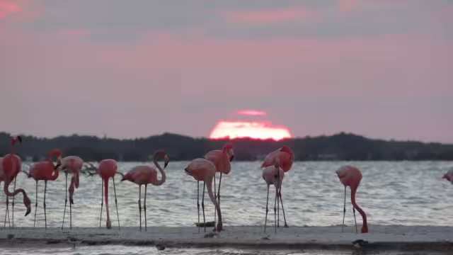 Aves migratorias convierten a Yucatán en uno de los grandes refugios naturales del país