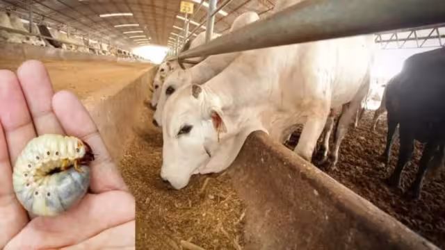 El gusano barrenador se extiende en Yucatán