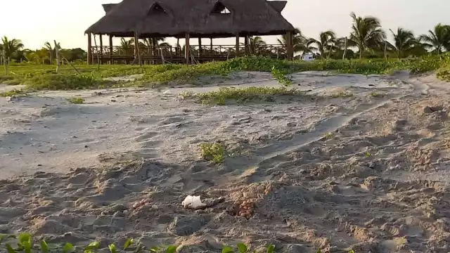 Continúan apareciendo tortugas muertas en Campeche