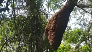 Alertan por panal de abejas en Ribera del Río Hondo de Chetumal
