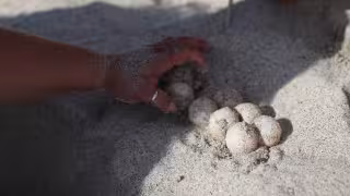 Saquean nidos de tortugas en Ciudad del Carmen