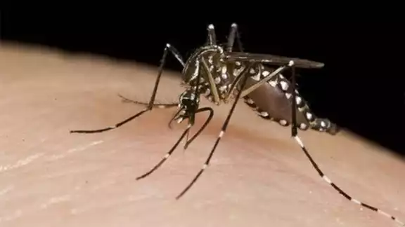 El dengue puede presentar graves problemas de salud en las personas El dengue puede presentar graves problemas de salud en las personas