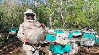 Cambios en el clima alteran la floración y agravan la crisis apícola en Yucatán; reportan colmenas casi improductivas y baja en la obtención de miel