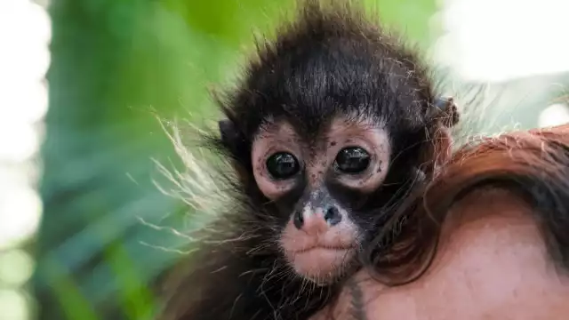 Reportan inusual presencia de un mono araña en Chichimilá