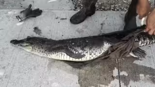 Contaminación cobra la vida de un cocodrilo en Ciudad del Carmen