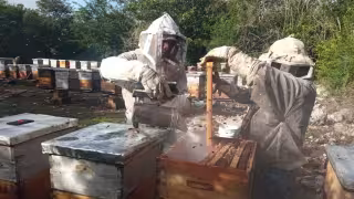 Apicultores del oriente de Yucatán alertan: deforestación y agroquímicos amenazan la producción de miel