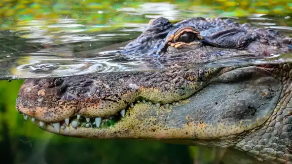 De las 23 especies de cocodrilianos del mundo, en México se distribuyen tres