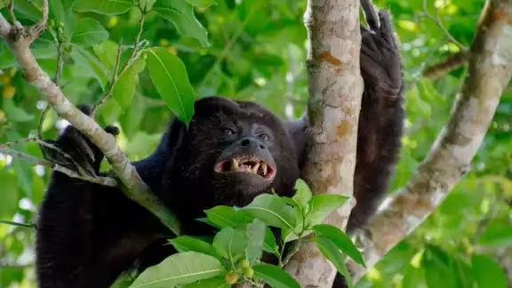 Habitantes creyeron que el peculiar sonido era emitido por un jaguar Habitantes creyeron que el peculiar sonido era emitido por un jaguar