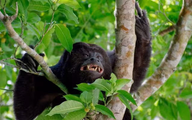 Habitantes creyeron que el peculiar sonido era emitido por un jaguar