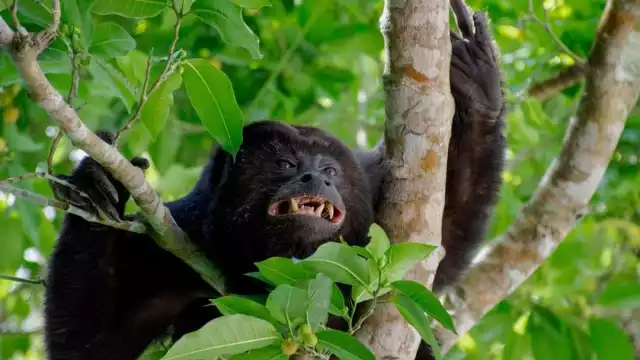 Habitantes creyeron que el peculiar sonido era emitido por un jaguar