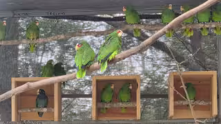Loros cachetes amarillos conquistan Mérida: así llegaron y por qué se quedaron