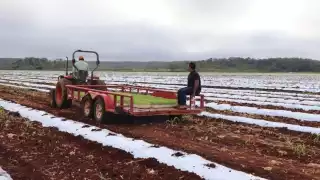 Los campos mecanizados han dado mejor producción a Campeche