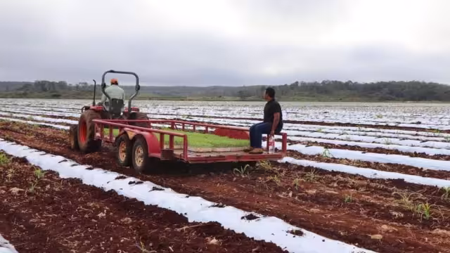 Los campos mecanizados han dado mejor producción a Campeche