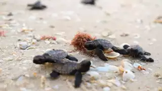 En Progreso, extienden la vigilancia de tortugas por la temporada de anidación en Yucatán