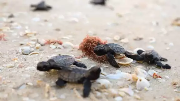 El Campamento Tortugero ampliará operativos hasta octubre y las eclosiones en diciembre El Campamento Tortugero ampliará operativos hasta octubre y las eclosiones en diciembre