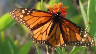 Agrupación detecta ruta migratoria de la mariposa monarca en la Península; detectan 300 ejemplares en Yucatán