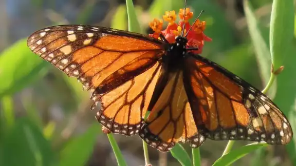 El grupo Alas Mayas registra en Yucatán un trayecto migratorio de la Danaus plexippus