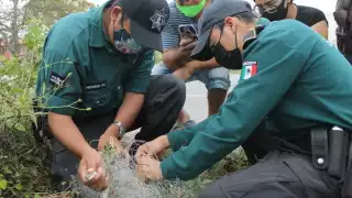 En 15 días se encontraron un par de serpientes de menor tamaño en Chicxulub