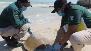 Continúan los avistamiento de tortugas muertas en las costas de Yucatán