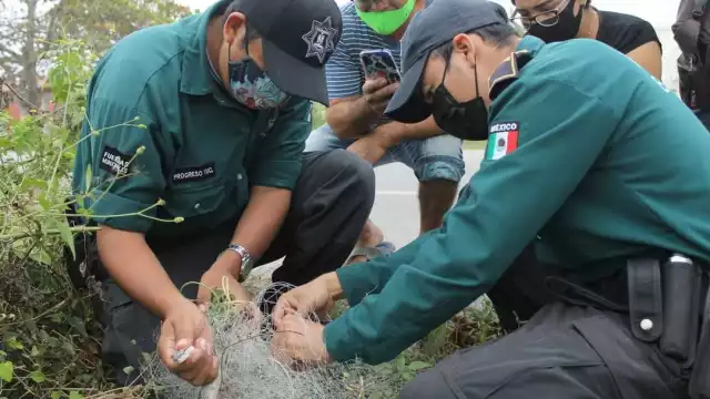 En 15 días se encontraron un par de serpientes de menor tamaño en Chicxulub