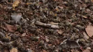 ¿Por qué están muriendo miles de abejas en Campeche?