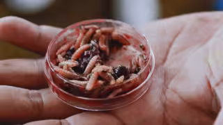 Confirman octavo caso de gusano barrenador en humanos en Campeche este 2026