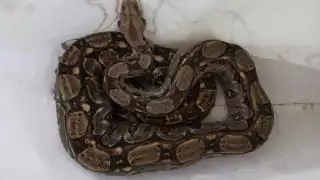 El animal, de casi dos metros, fue trasladado a Playa del Carmen para posteriormente reincorporarlo a su hábitat natural