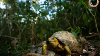 Cuenta con animales exóticos que pueden atraer a los turistas
