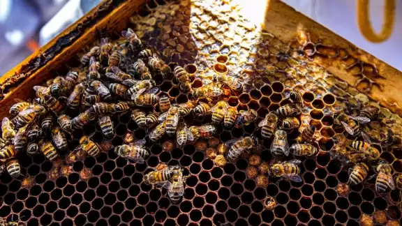 El precio de la miel en Campeche ha disminuido un 50 por ciento El precio de la miel en Campeche ha disminuido un 50 por ciento
