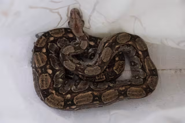 El animal, de casi dos metros, fue trasladado a Playa del Carmen para posteriormente reincorporarlo a su hábitat natural