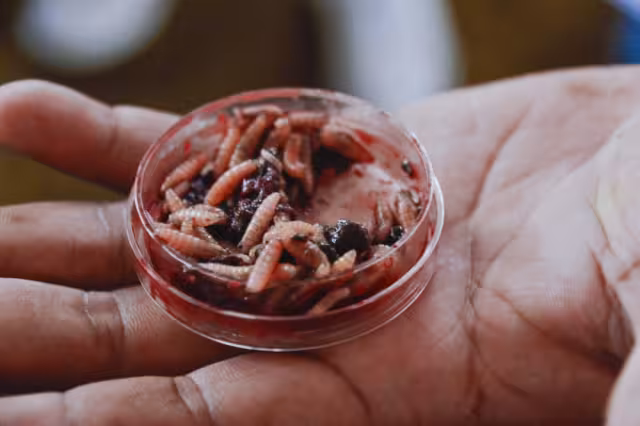 Suben a 8 los casos de miasis por gusano barrenador en Campeche en 2026