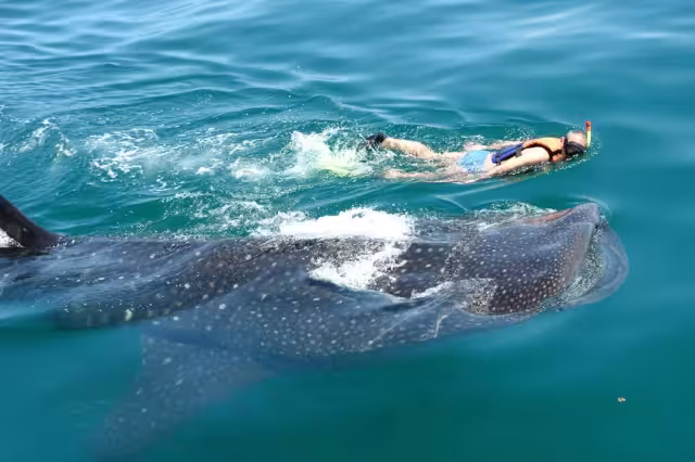 Pescadores avistan tiburones ballena en la plataforma continental del puerto de El Cuyo