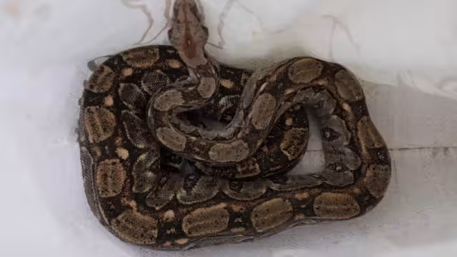 El animal, de casi dos metros, fue trasladado a Playa del Carmen para posteriormente reincorporarlo a su hábitat natural