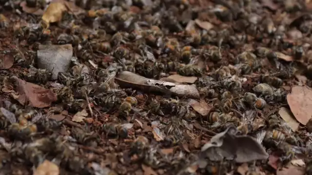 Después de varios estudios de campo llegaron a la conclusión de que las abejas murieron por un plaguicid  prohibido