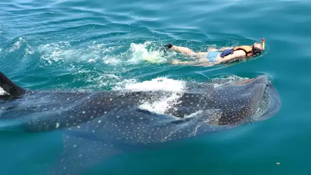 Pescadores avistan tiburones ballena en la plataforma continental del puerto de El Cuyo