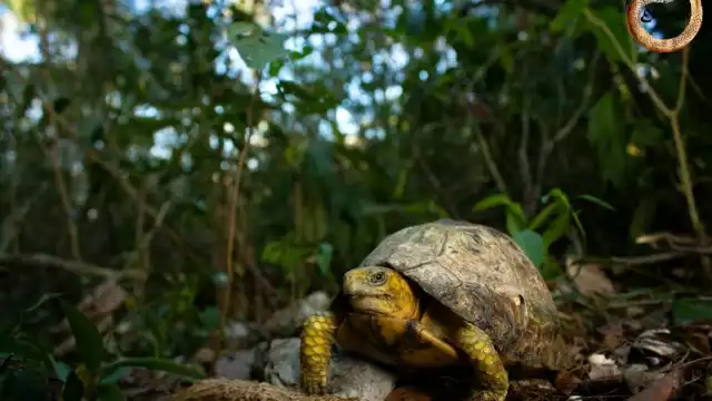 Cuenta con animales exóticos que pueden atraer a los turistas
