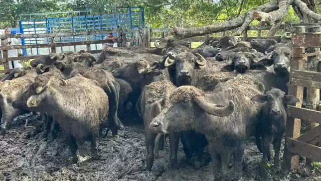 La localidad cuenta con un clima favorable y recursos alimenticios para tener buenos resultados.