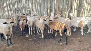 Refugio de animales en Mahahual compra borregos para evitar cacería de un jaguar