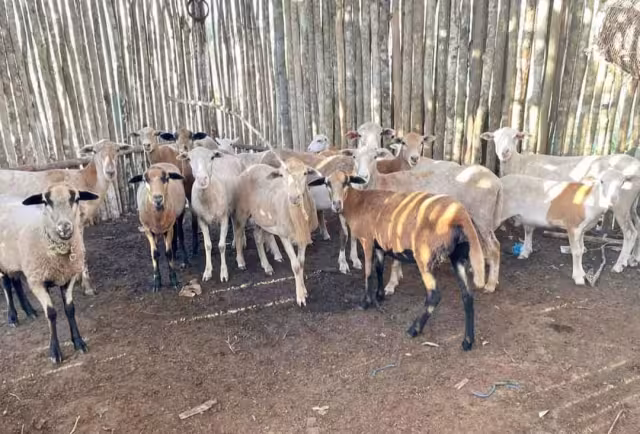 El refugio Costa Maya Beach Dog Rescue trasladó a los borregos hacia sus instalaciones en Mahahual
