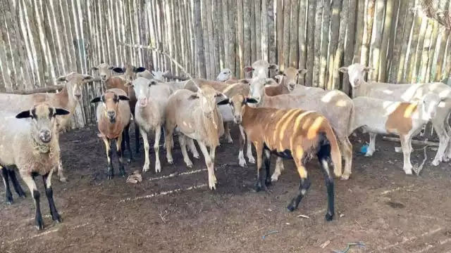 El refugio Costa Maya Beach Dog Rescue trasladó a los borregos hacia sus instalaciones en Mahahual