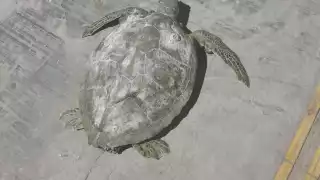 Las tortugas sorprendieron con su llegada a la costa
