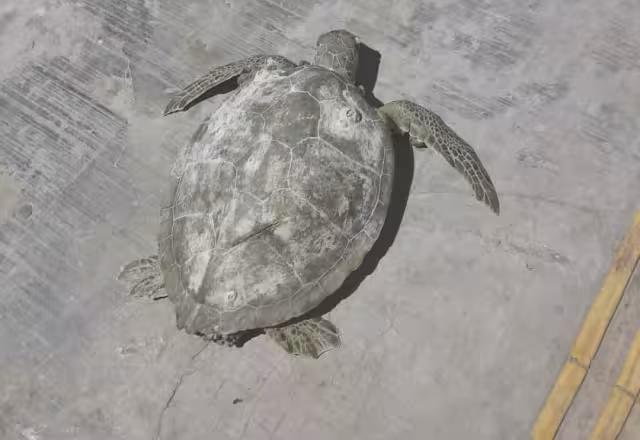 Las tortugas sorprendieron con su llegada a la costa