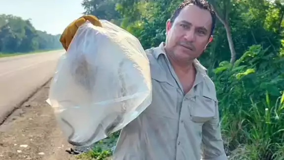 Encuentran serpiente en farmacia del centro de Escárcega