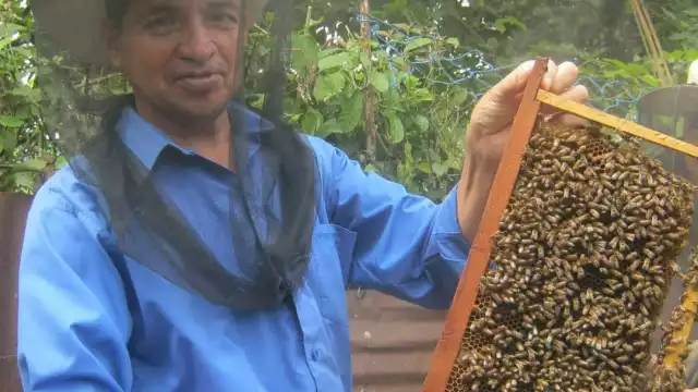 Las condiciones del tiempo deja a las abejas sin alimento