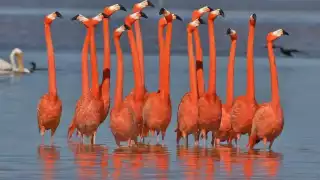 Flamencos rosas y otras hermosas aves que habitan en Río Lagartos, Yucatán: FOTORREPORTAJE